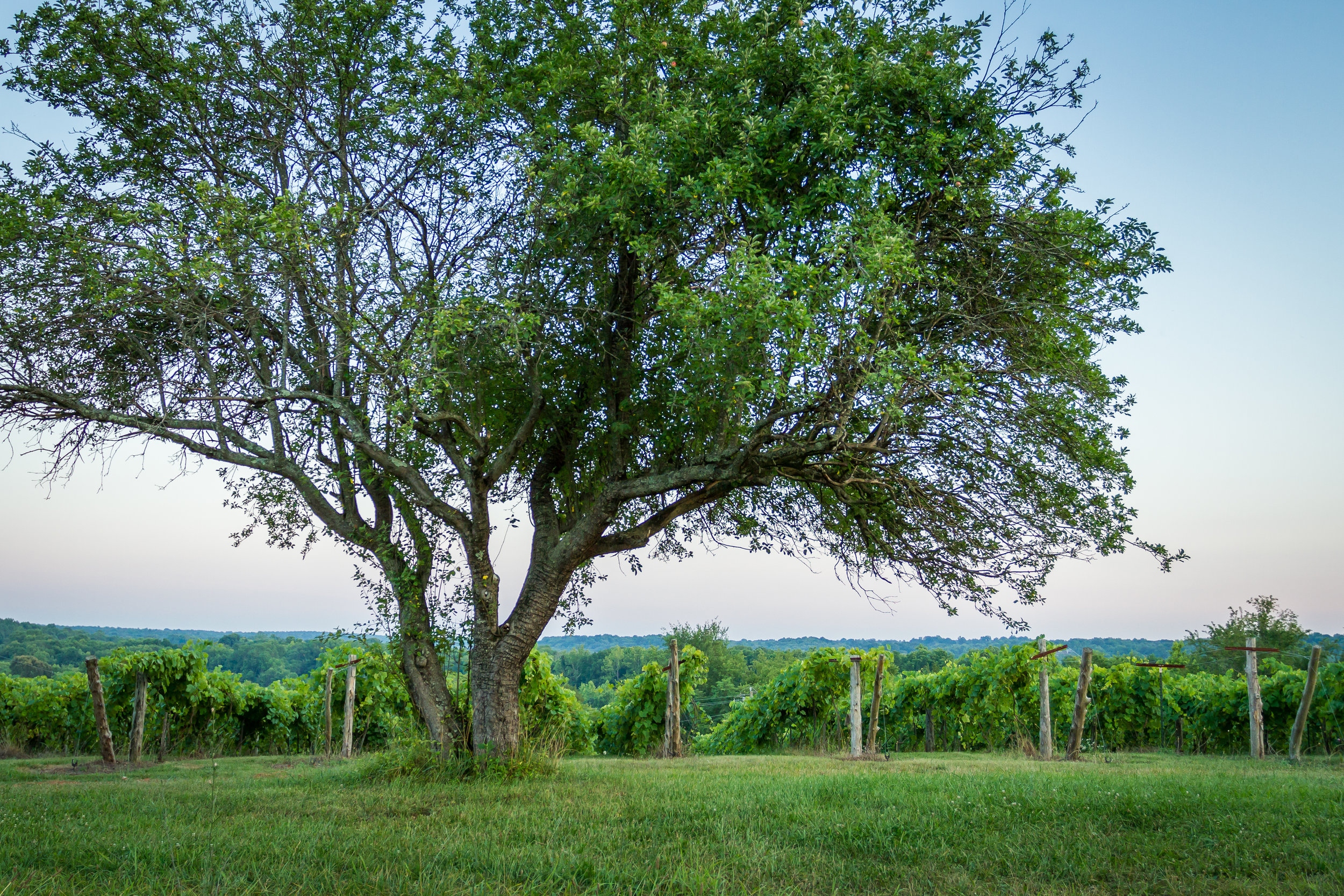 Elk Island Winery