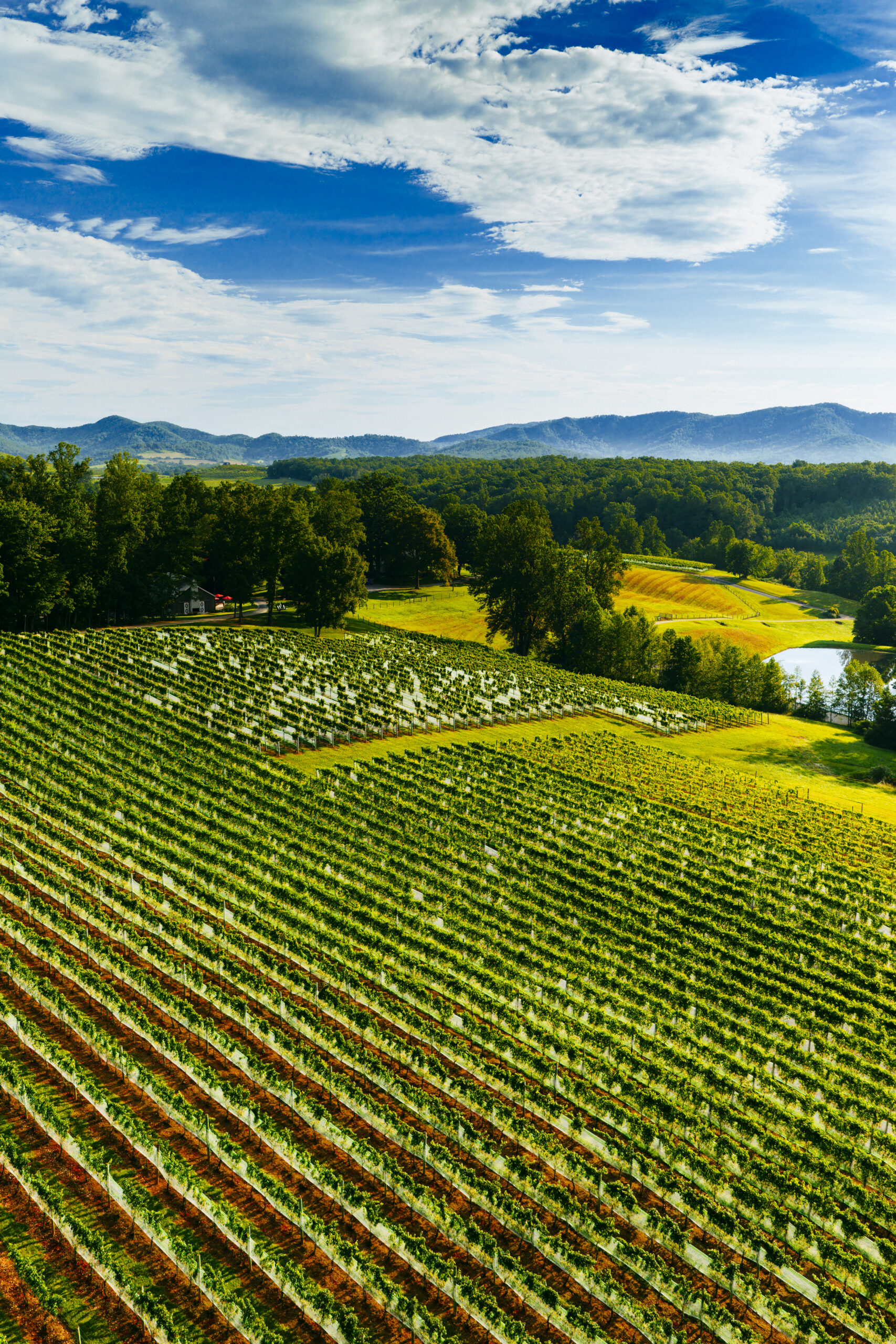 Drone shot of vineyard
